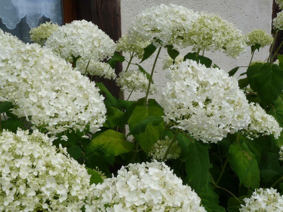 Le Clos Buyragane, Pays D'Auge Le Pin  외부 사진